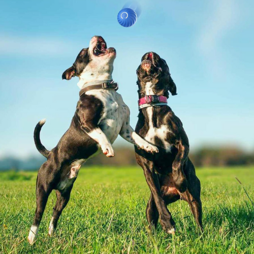 SmartFetch: Pelota Interactiva™